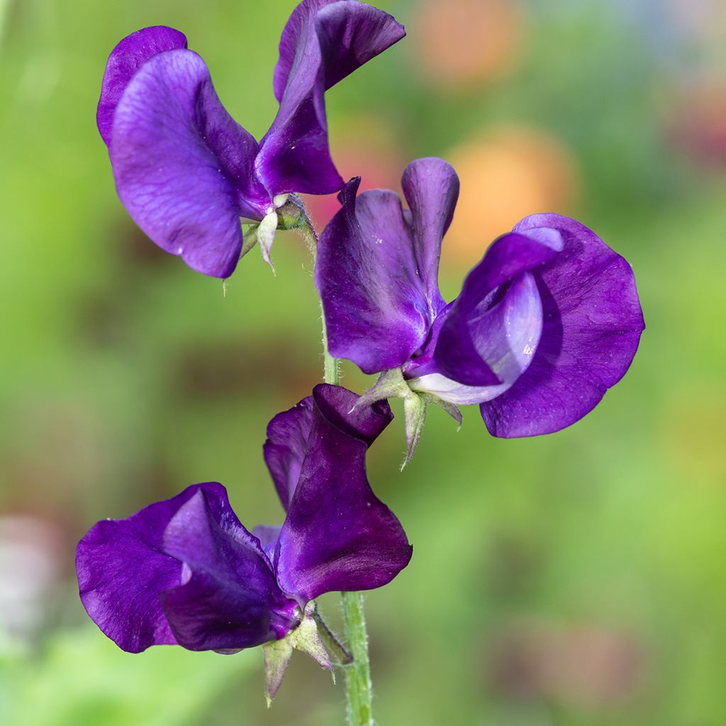 Graines de Pois de senteur Blue Velvet - Lathyrus odoratus