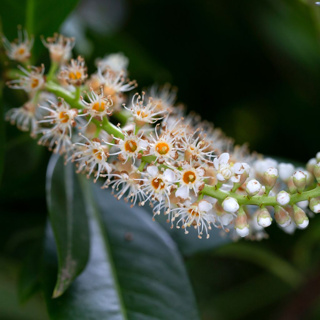 Laurier Cerise Genolia, Prunus laurocerasus Genolia, Laurière Genolia