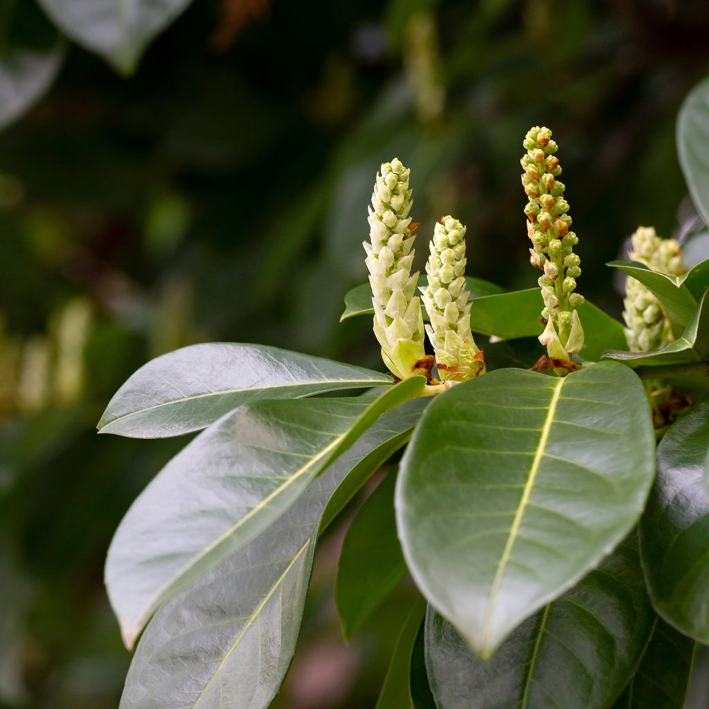 Laurier Cerise Genolia, Prunus laurocerasus Genolia, Laurière Genolia