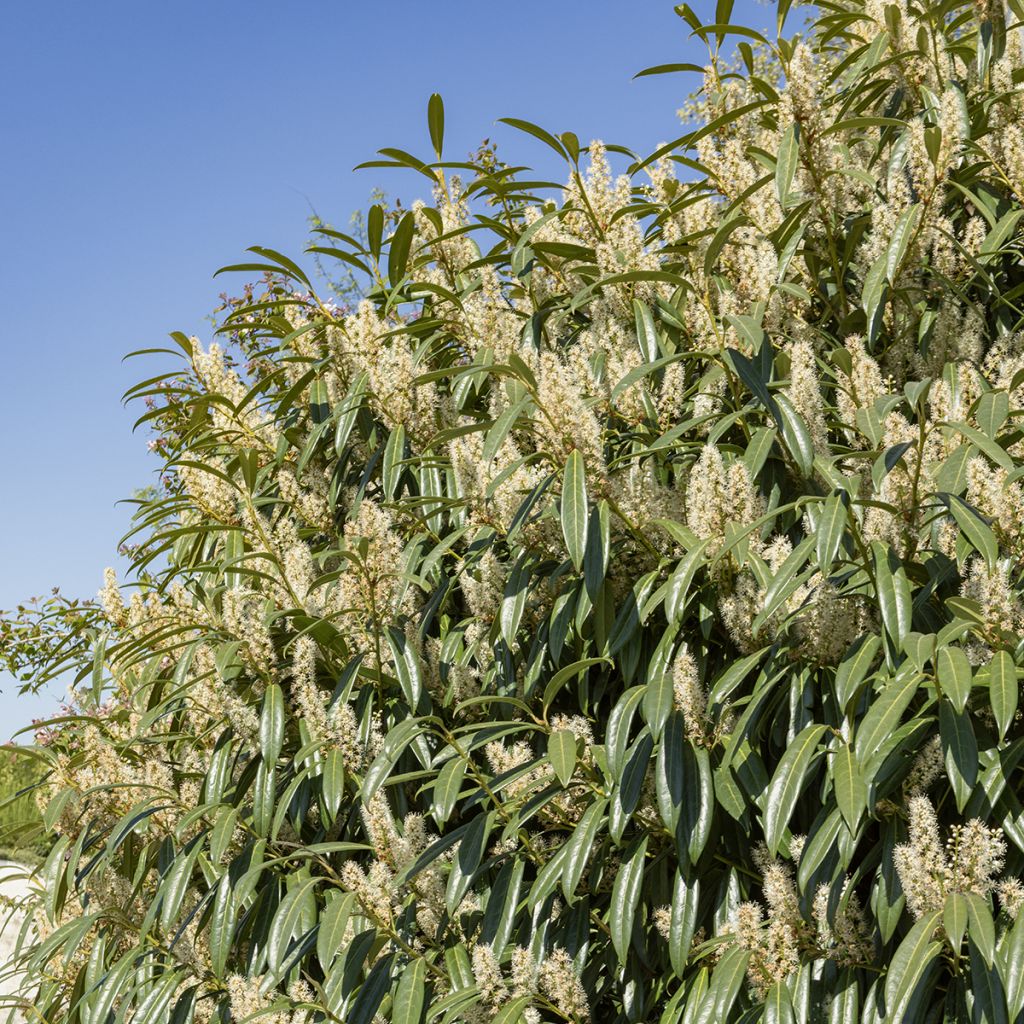 Laurier cerise - Prunus laurocerasus Otto Luyken 