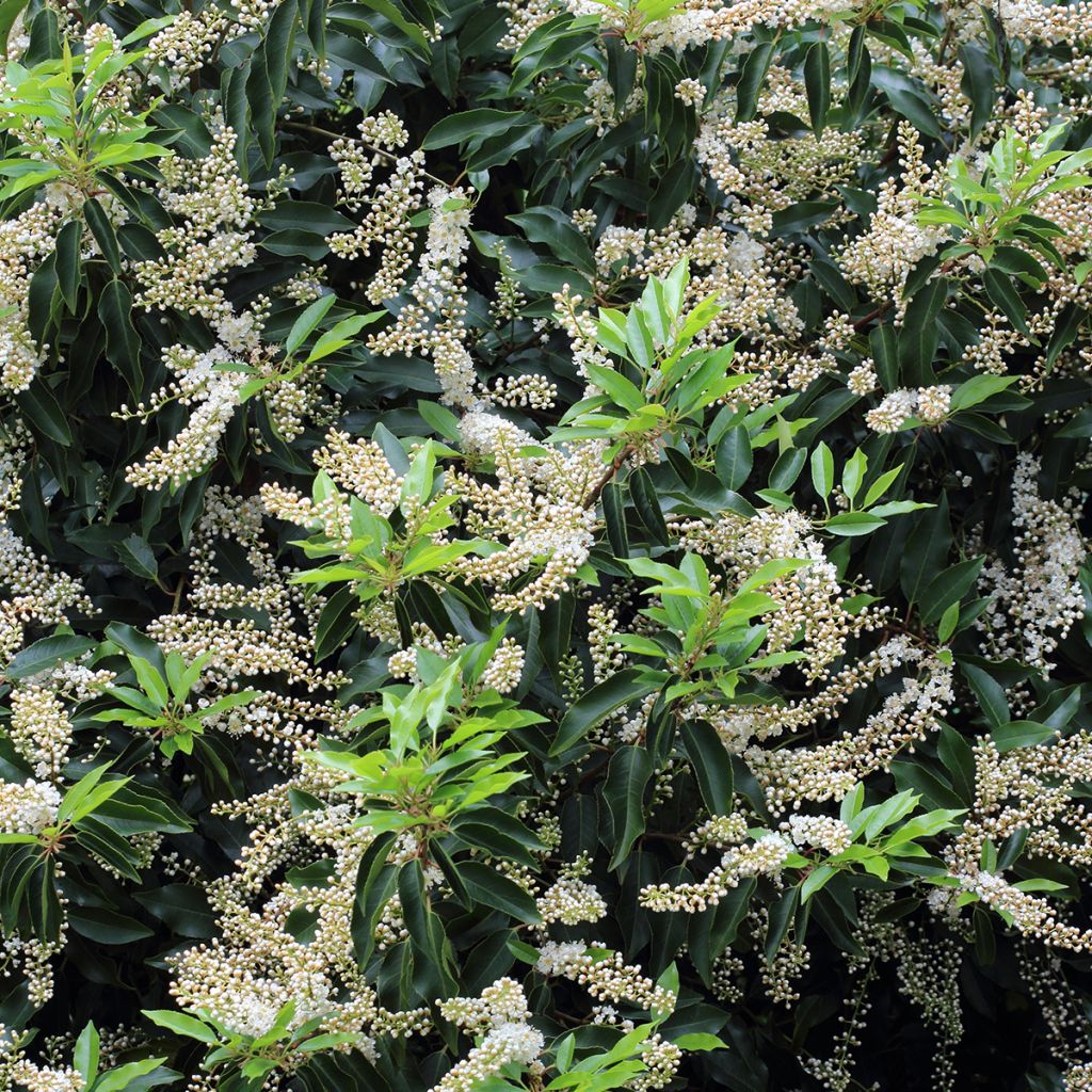 Laurier du Portugal, Prunus lusitanica Angustifolia