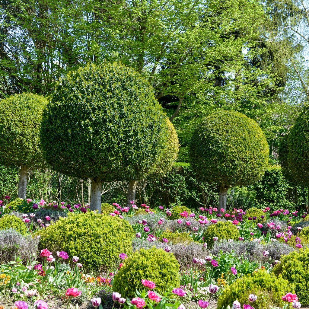 Laurier du Portugal - Prunus lusitanica