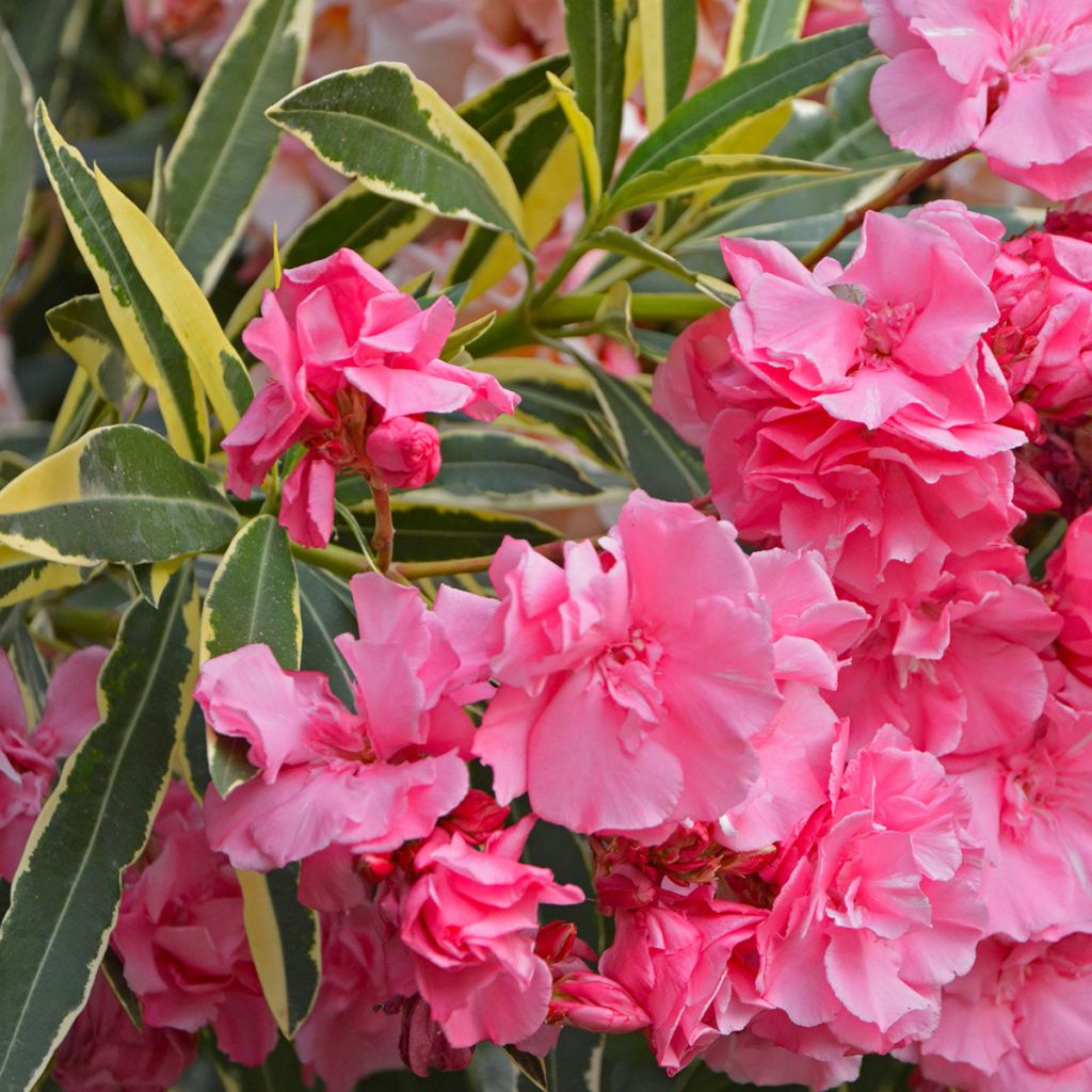 Laurier rose Variegata - Nerium oleander