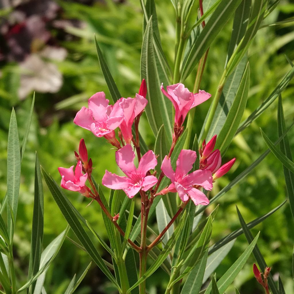 Laurier-rose Maurin des Maures – Nerium oleander