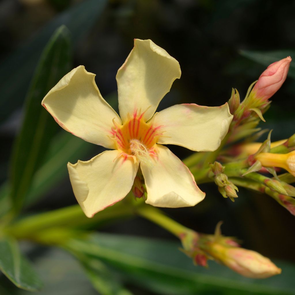 Laurier rose - Nerium oleander Jaune