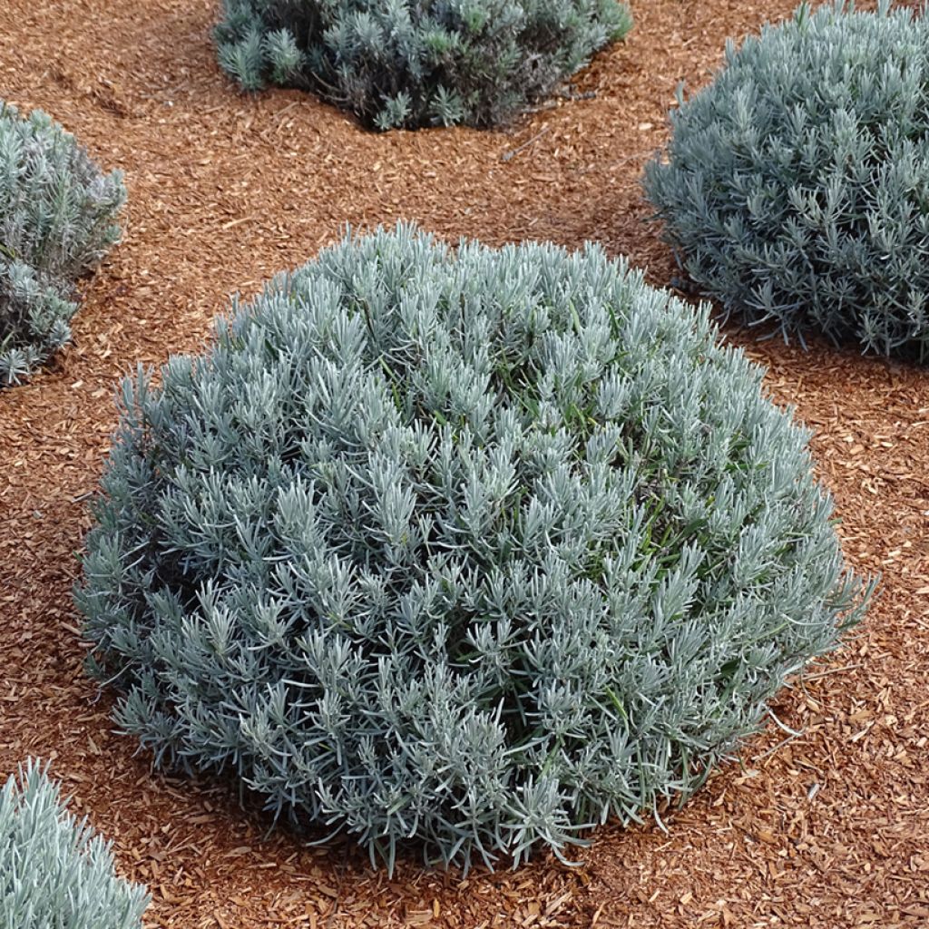 Alfazema Phenomenal Niko - Lavandula intermedia