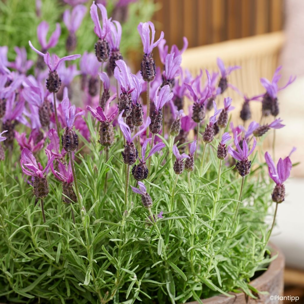 Lavande papillon Bella Toscane - Lavandula stoechas