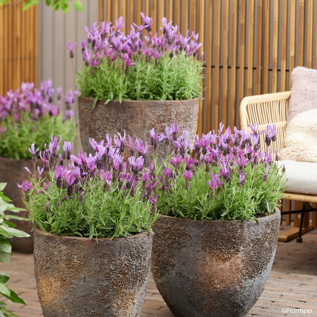 Lavande papillon Bella Toscane - Lavandula stoechas