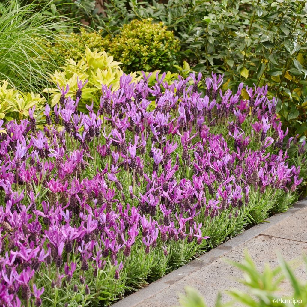 Lavande papillon Bella Toscane - Lavandula stoechas