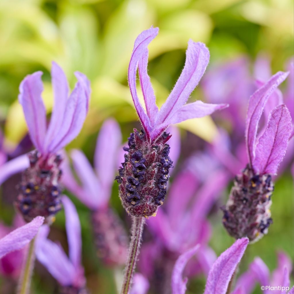 Lavande papillon Bella Toscane - Lavandula stoechas