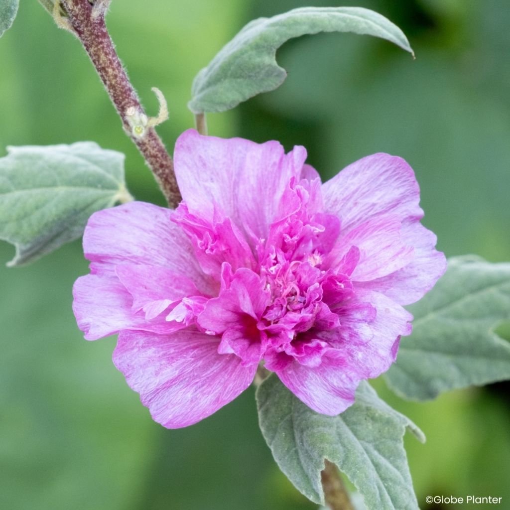 Lavatera Princess Pink - Lavatère arbustive