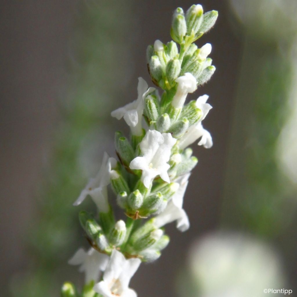 Lavande intermedia Exceptional - Lavandin