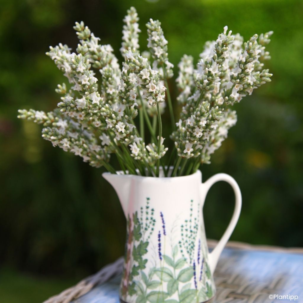 Lavande intermedia Exceptional - Lavandin