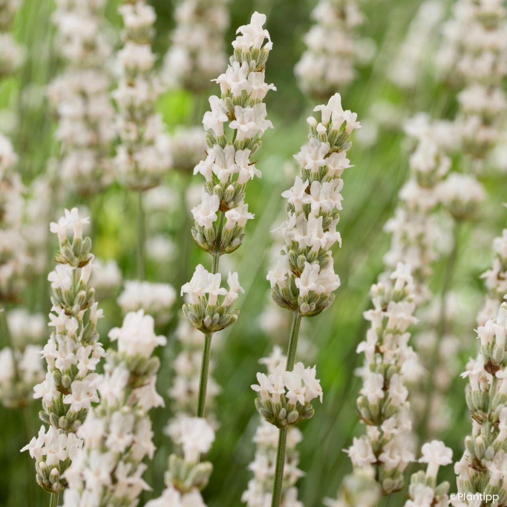 Lavande intermedia Exceptional - Lavandin