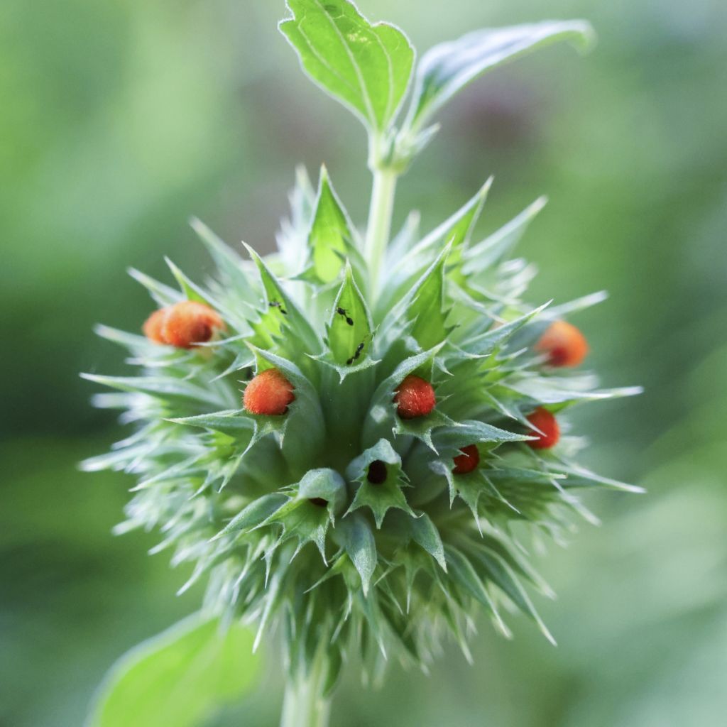 Graines de Leonotis nepetifolia