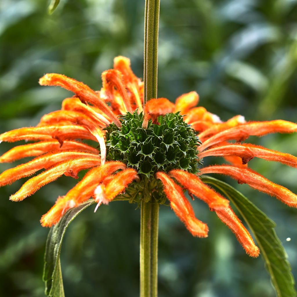 Graines de Leonotis nepetifolia