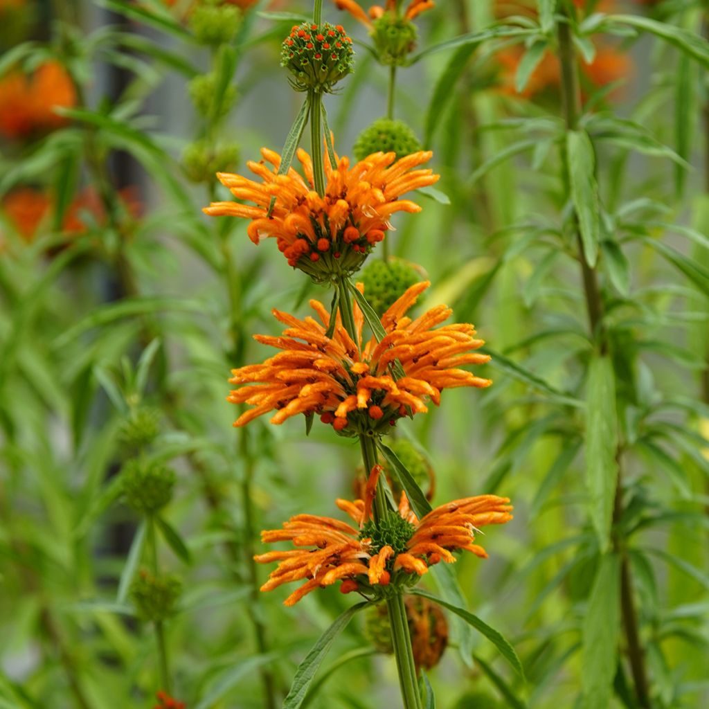 Graines de Leonotis nepetifolia
