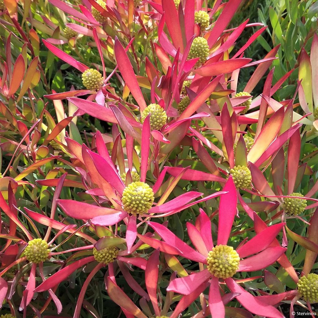 Leucadendron Cheeky