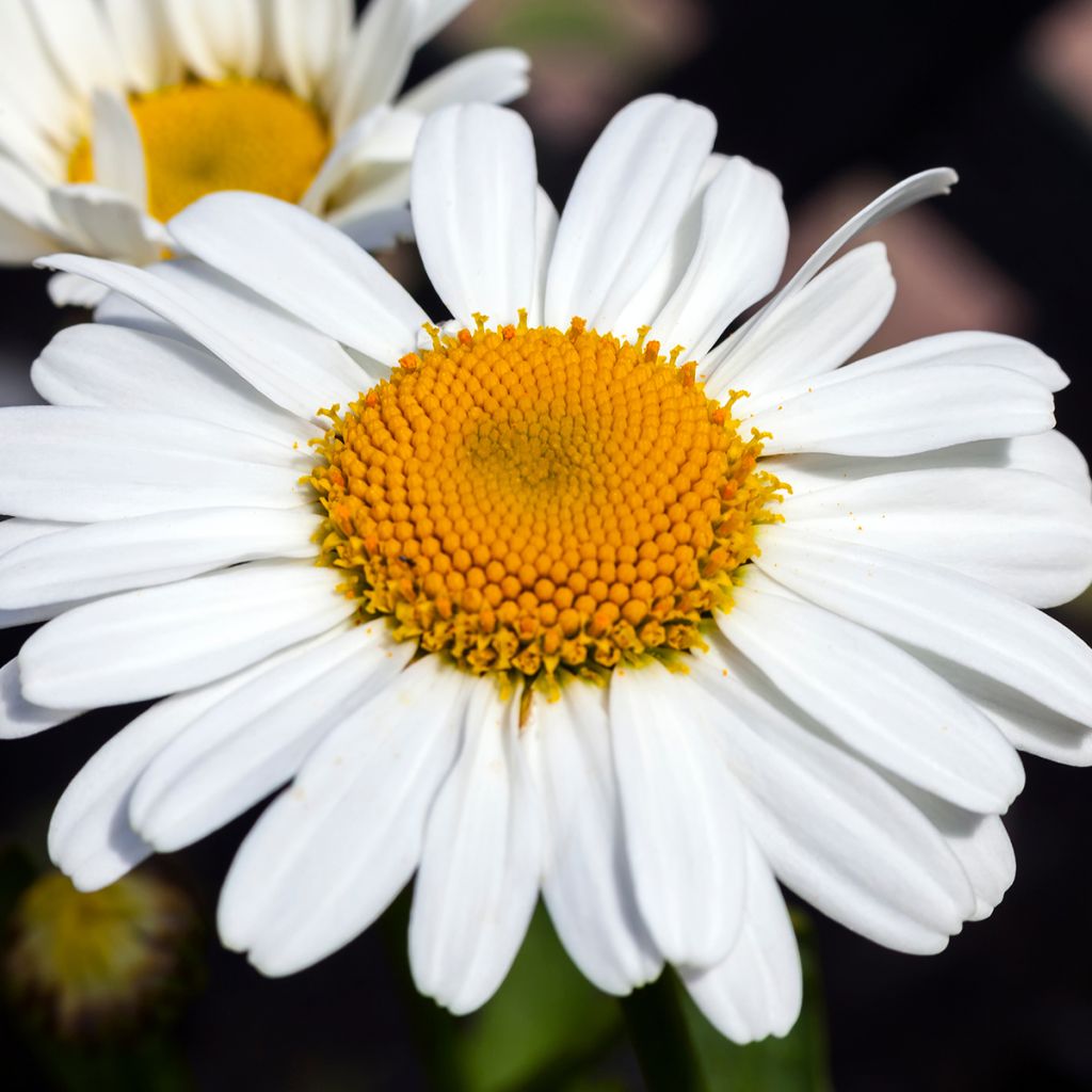 Leucanthemum Snow Lady - Grande Marguerite naine