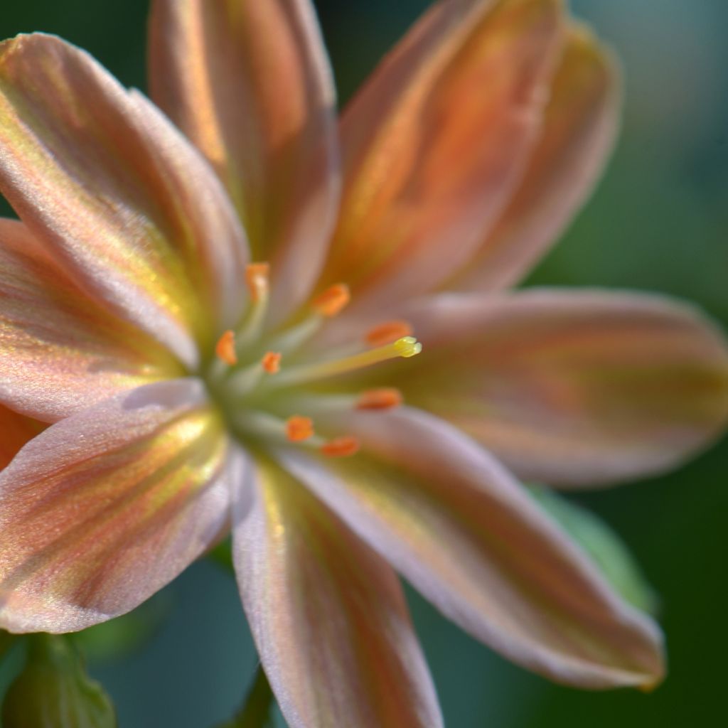 Lewisia Little Peach