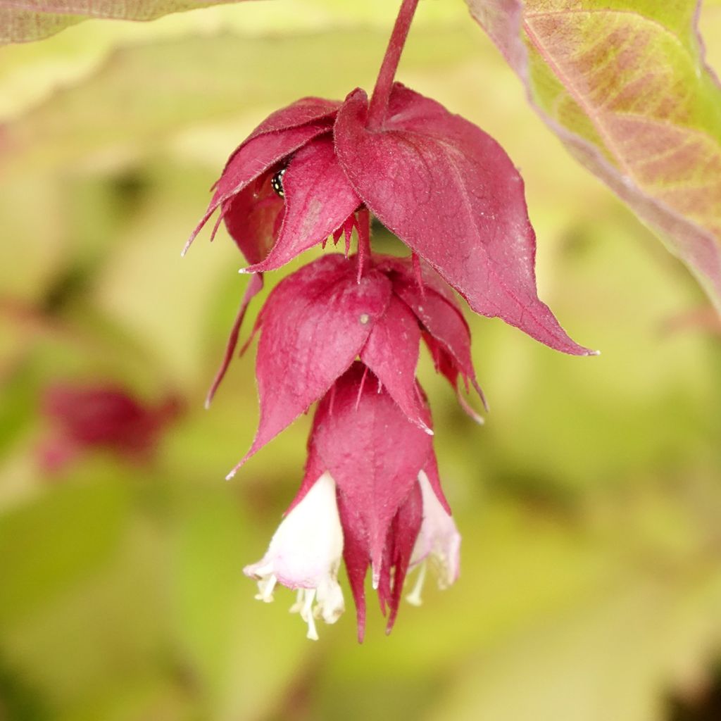 Leycesteria formosa Golden Lanterns