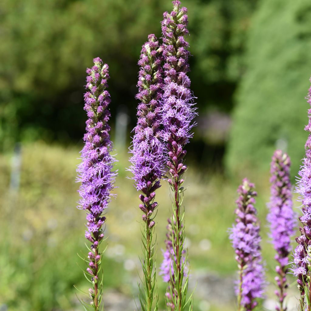 Liatris spicata, Liatride à épis, Plume du Kansas