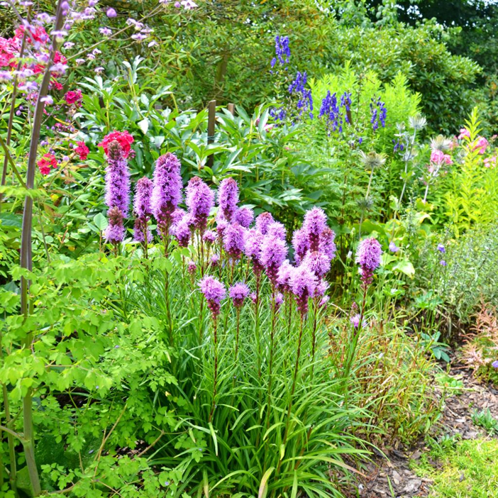 Liatris spicata, Liatride à épis, Plume du Kansas