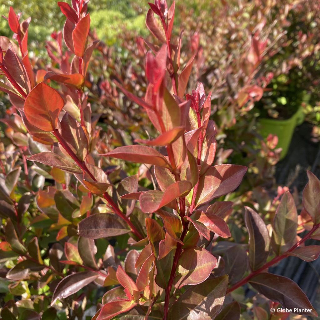 Lilas des Indes - Lagerstroemia indica Gourmet Choco Pink