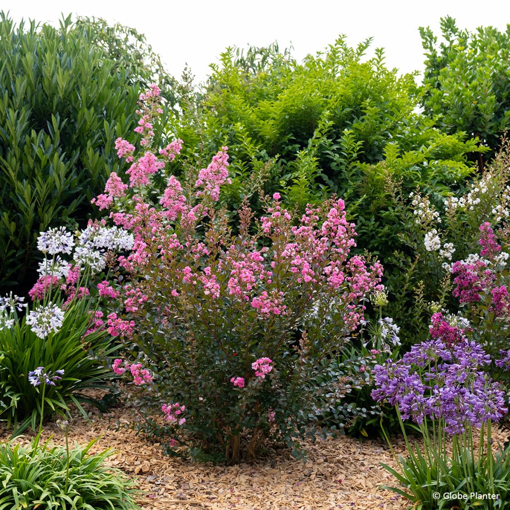 Lilas des Indes - Lagerstroemia indica Gourmet Choco Pink