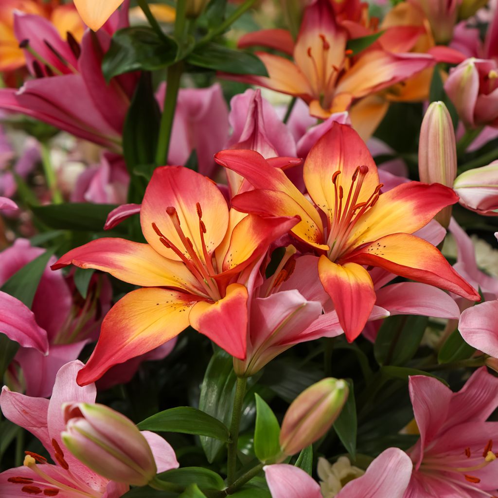 Lis asiatique Heartstrings