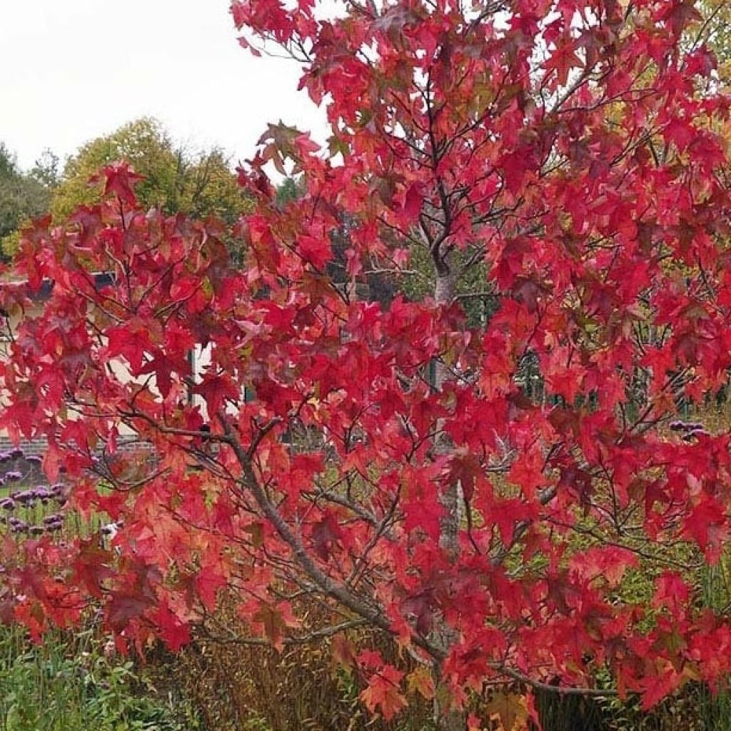 Liquidambar styraciflua Lane Roberts - Copalme d'Amérique