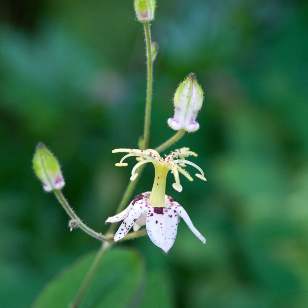 Tricyrtis macropoda