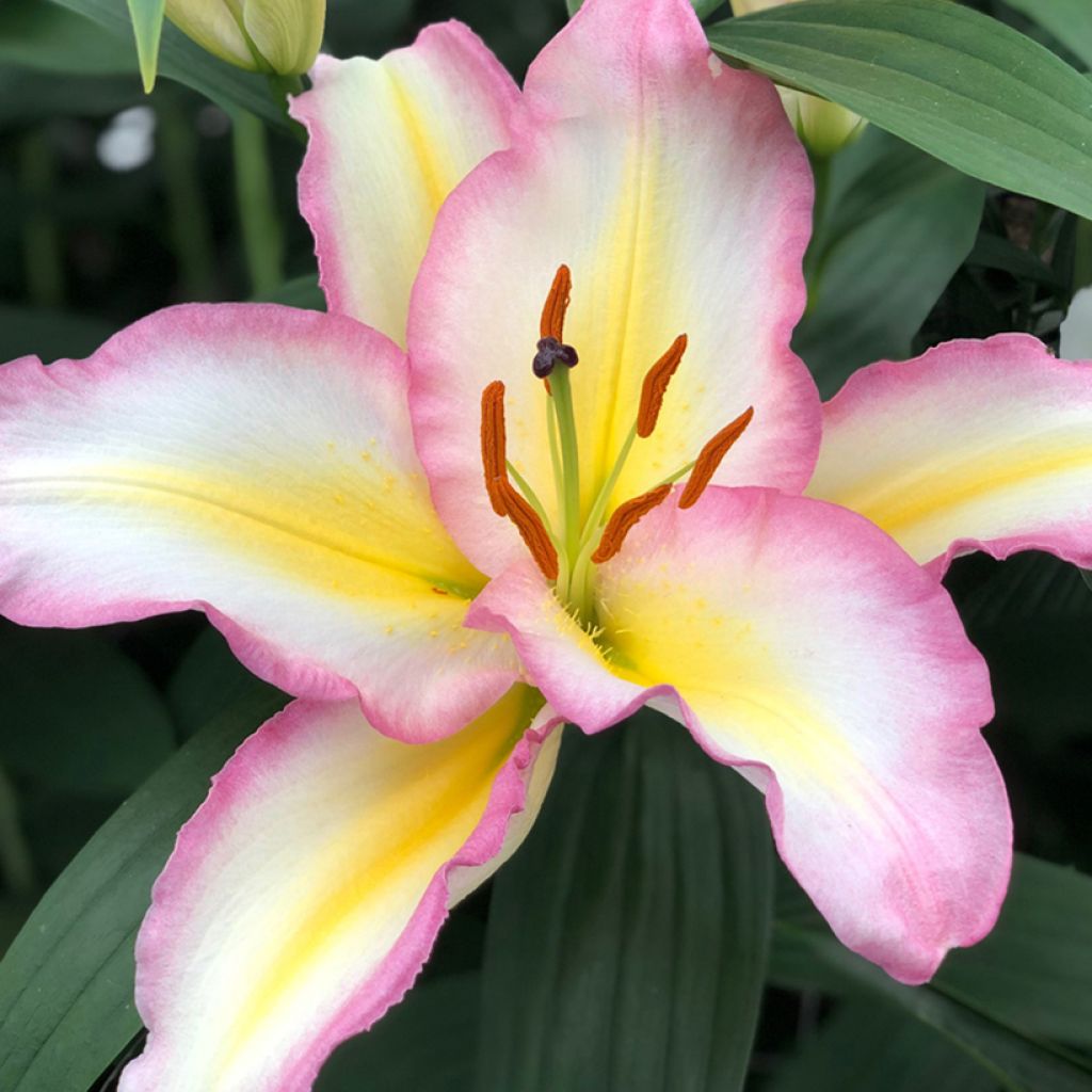 Lis oriental Captain Tricolor