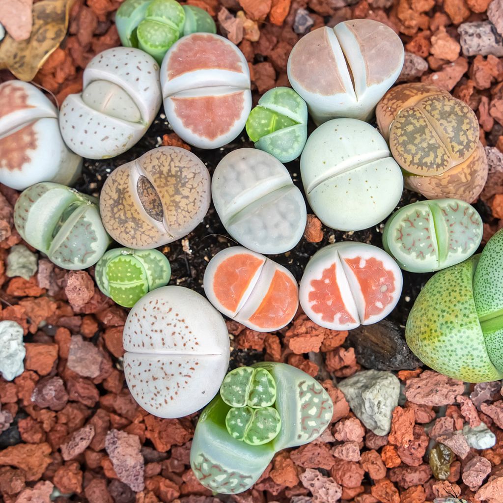 Graines de Lithops Pebble Plants Mixed - Plante cailloux en mélange