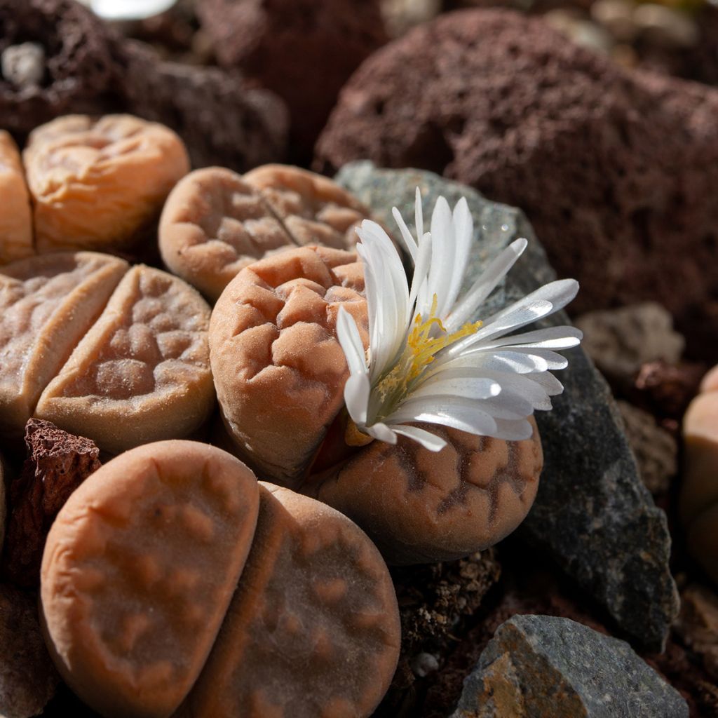 Graines de Lithops Pebble Plants Mixed - Plante cailloux en mélange