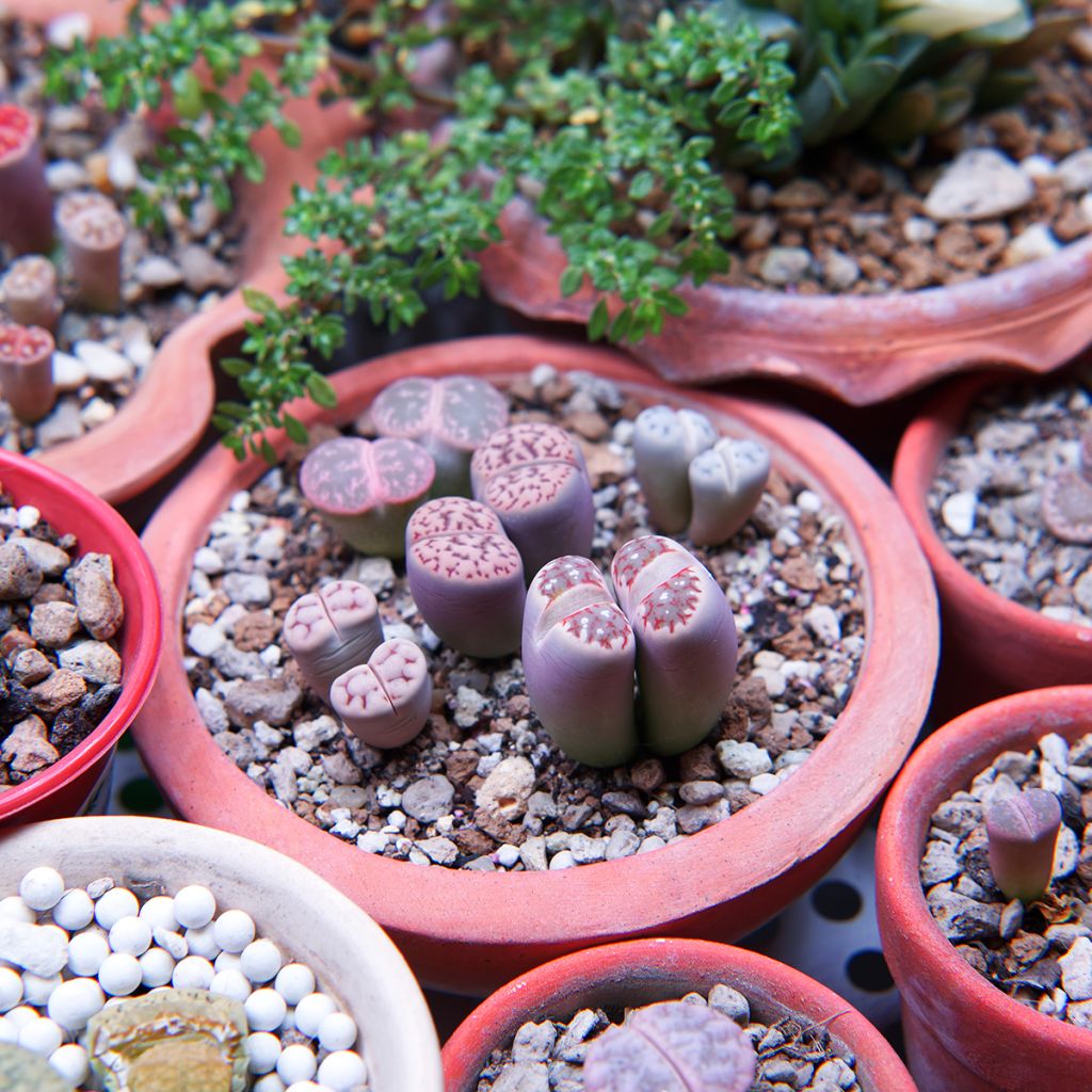 Graines de Lithops Pebble Plants Mixed - Plante cailloux en mélange