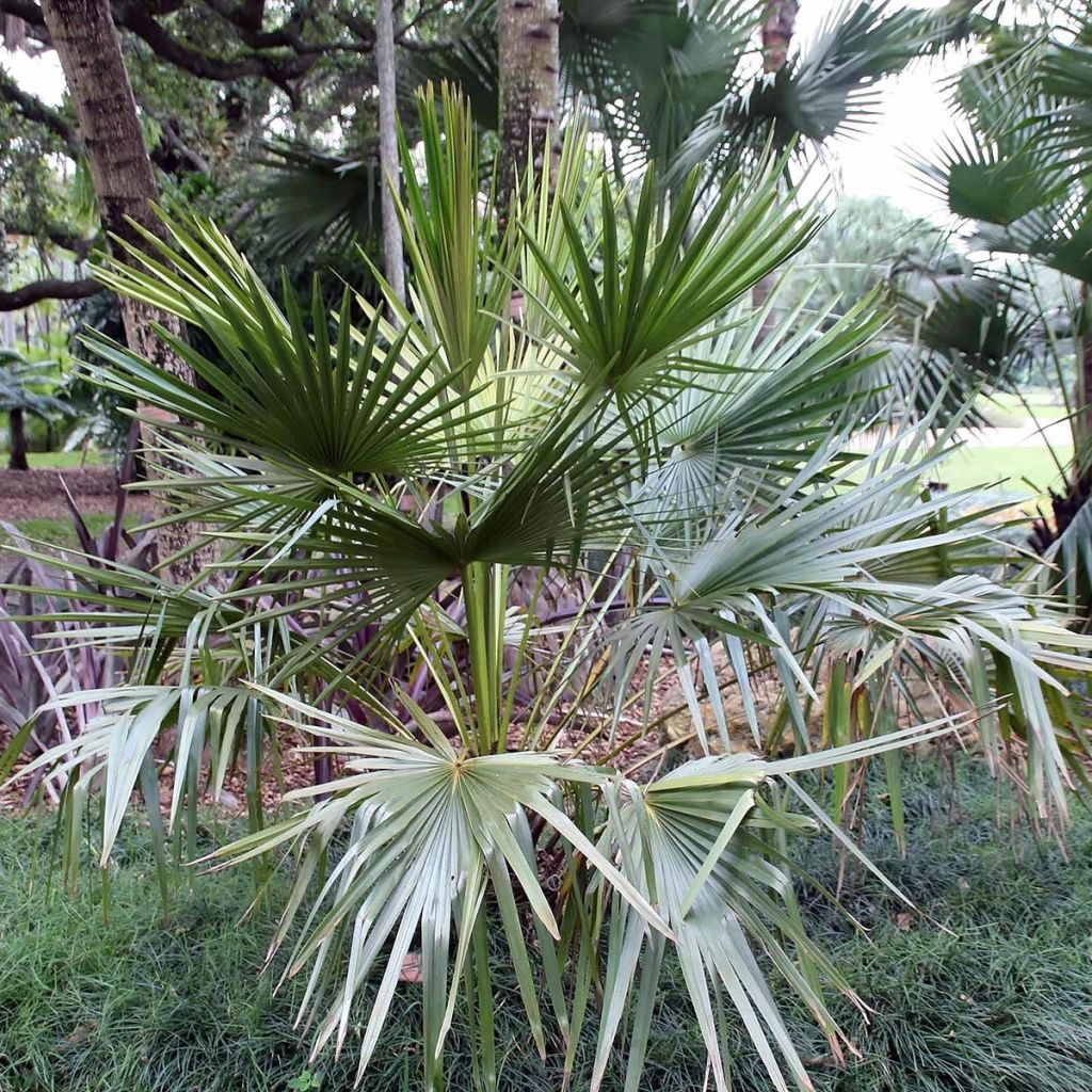 Livistona fulva - Palmier
