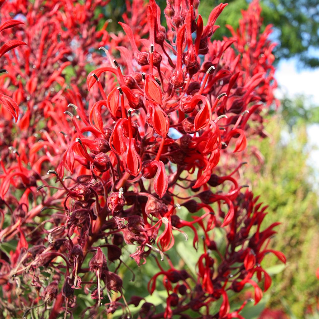 Graines de Lobelia tupa
