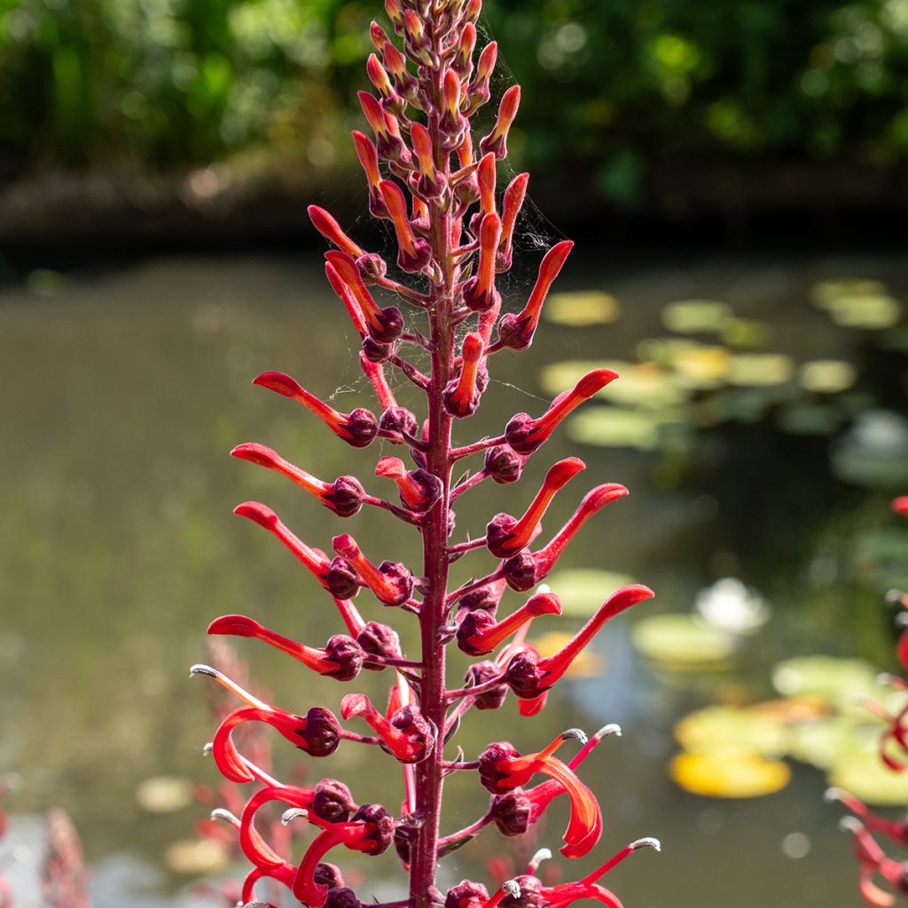 Graines de Lobelia tupa