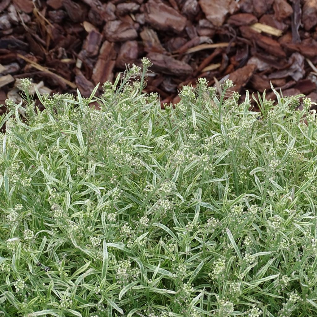 Alisso Primavera Princess