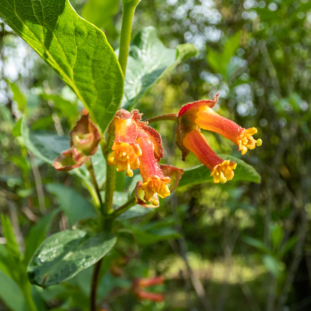 Lonicera involucrata var. ledebourii