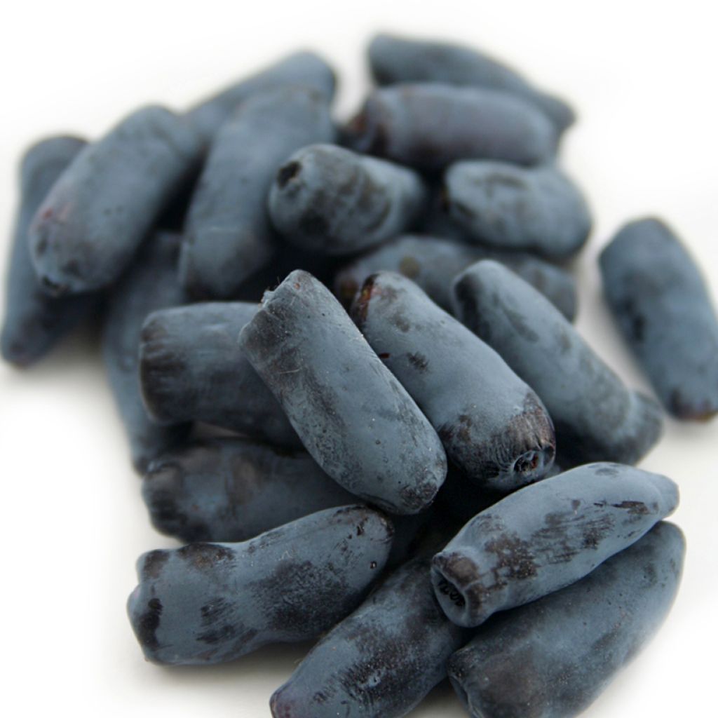 Madressilva azul Fialka - Lonicera caerulea