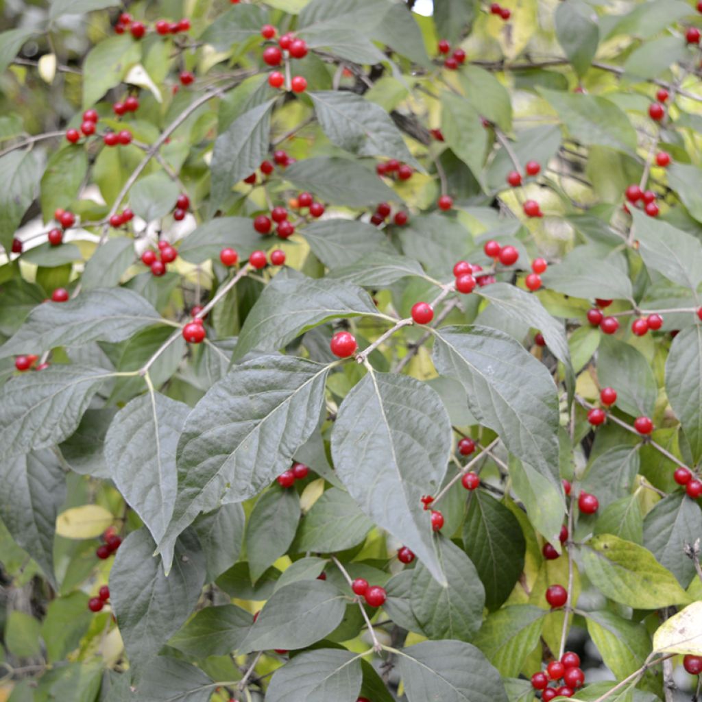 Lonicera maackii - Chèvrefeuille de Maack