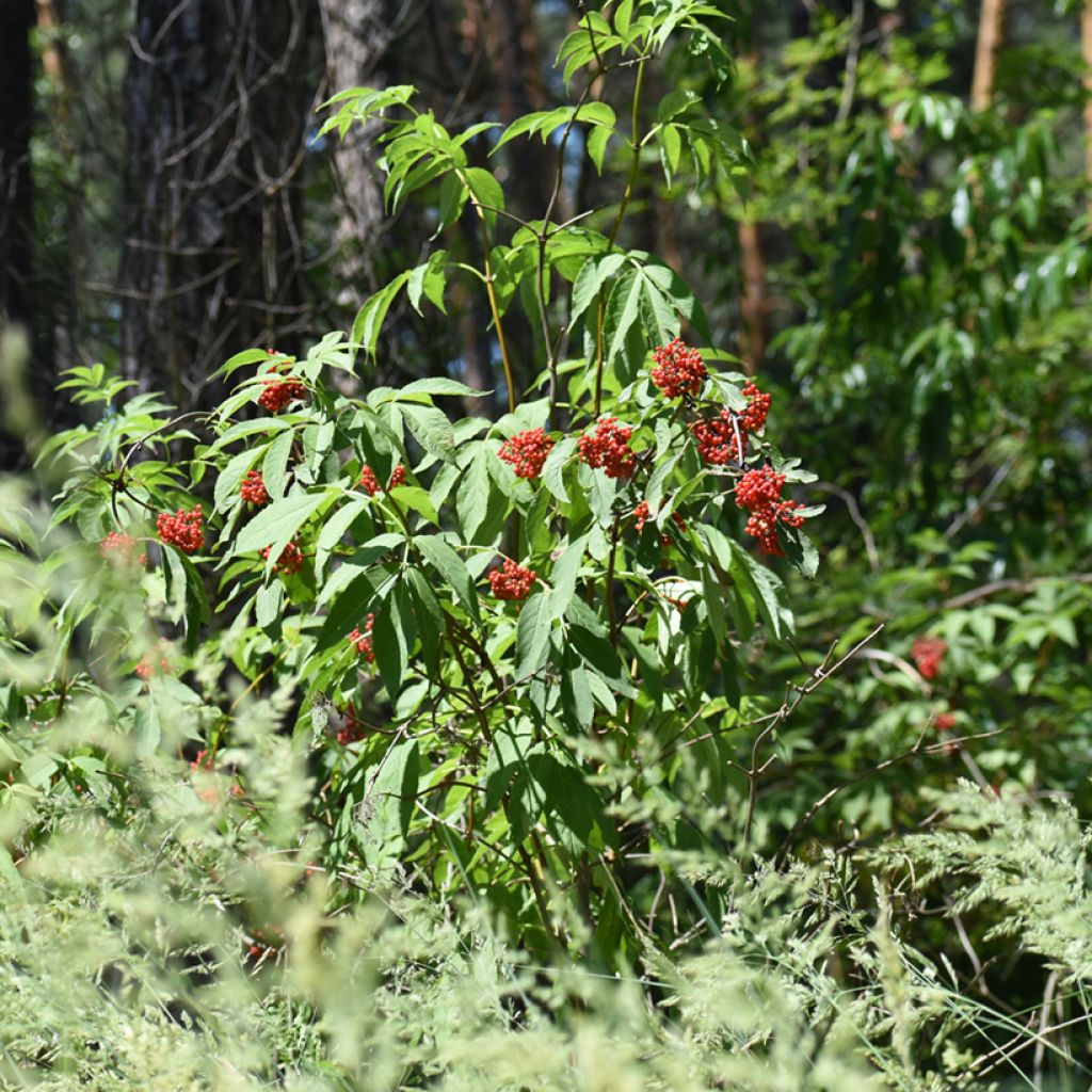 Lonicera maackii - Chèvrefeuille de Maack
