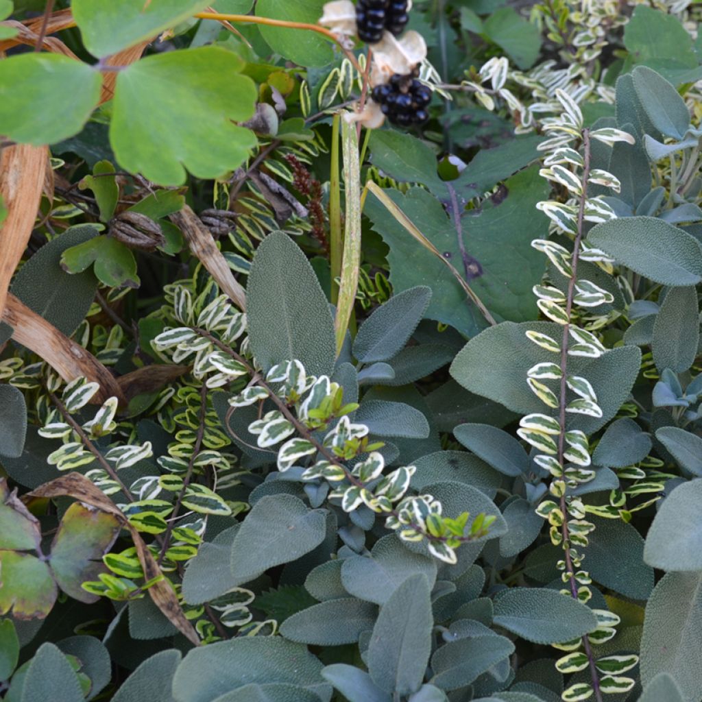 Lonicera nitida Lemon Beauty - Chèvrefeuille arbustif