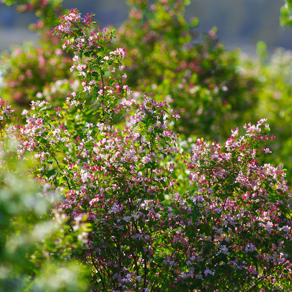 Lonicera tatarica - Chèvrefeuille de Tartarie