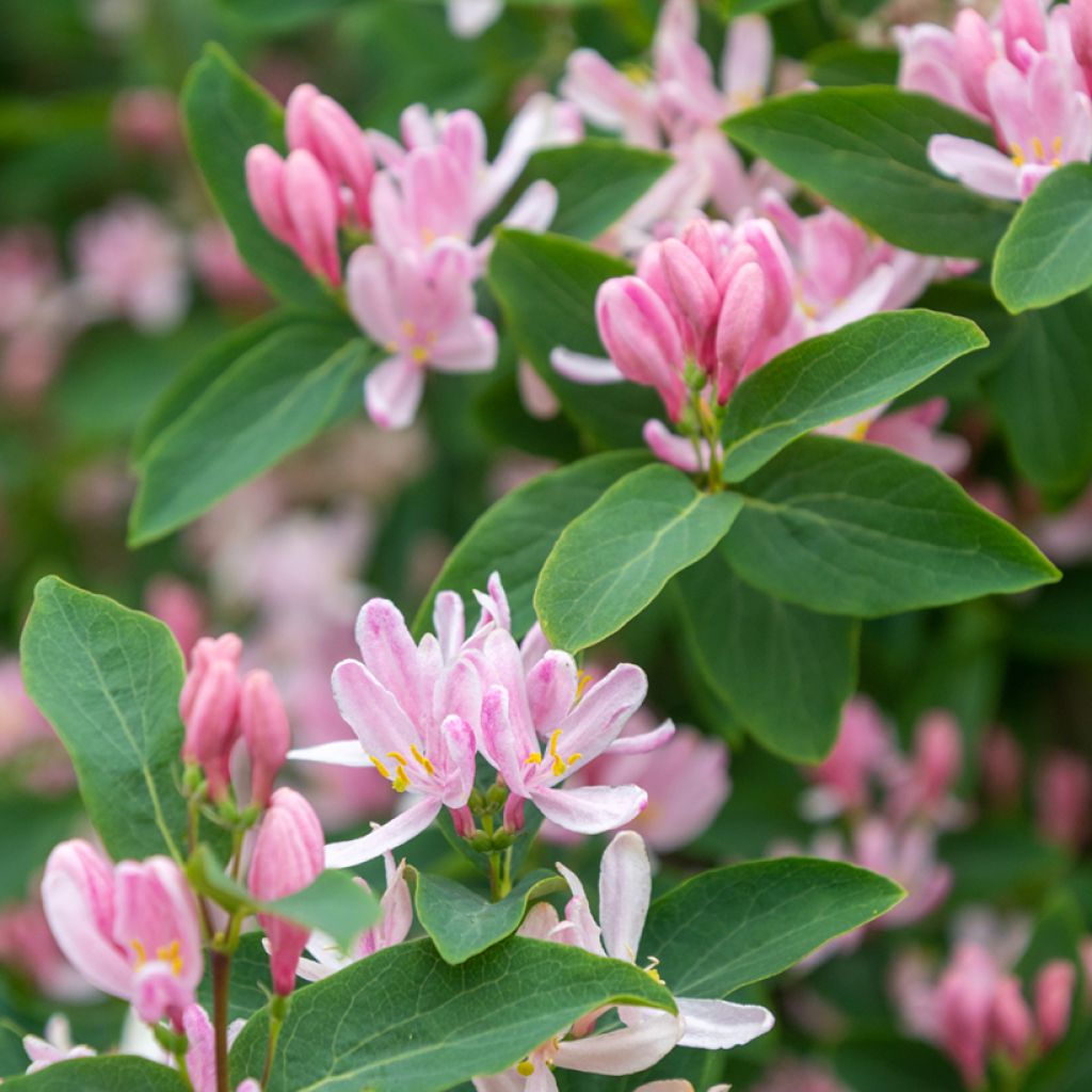 Lonicera tatarica - Chèvrefeuille de Tartarie
