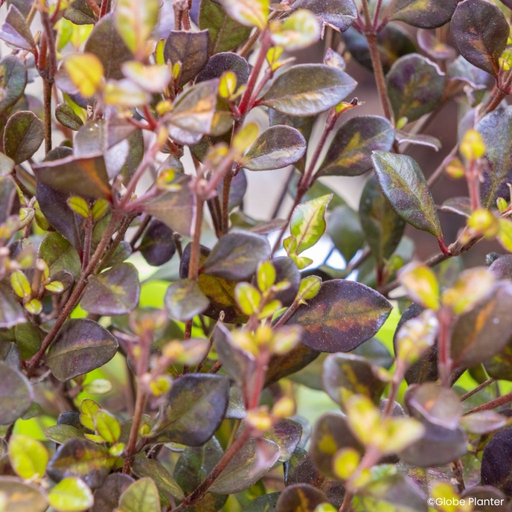 Lophomyrtus Black Stallion