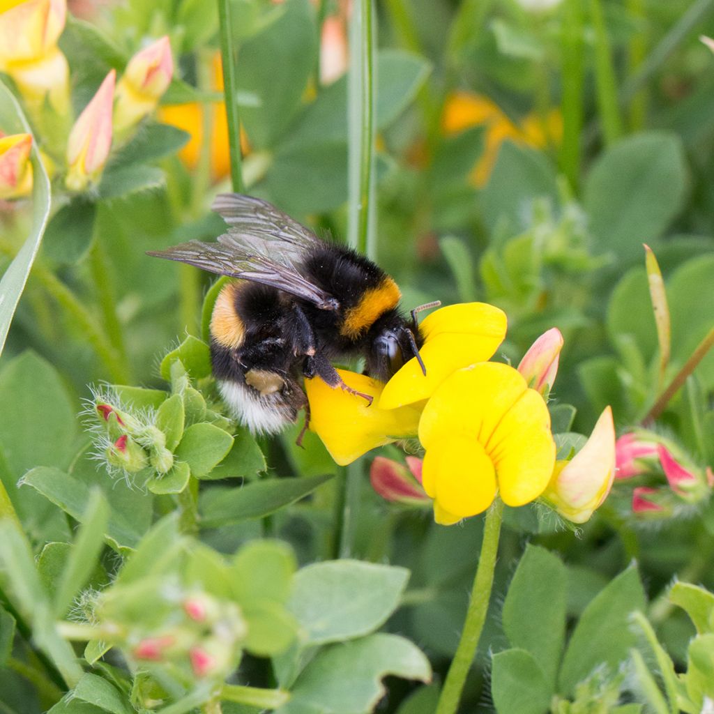 Lotus corniculatus - Lotier corniculé