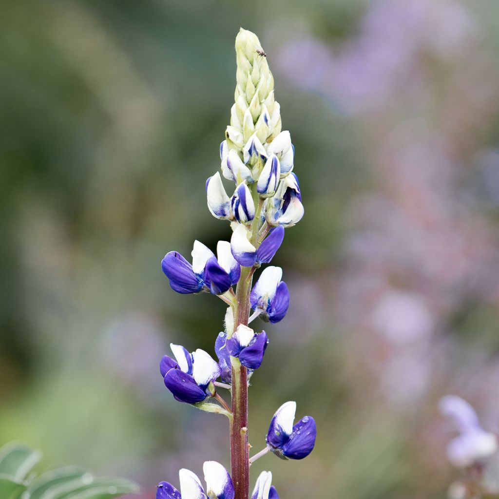 Lupin Le Gentilhomme (The Governor) bleu